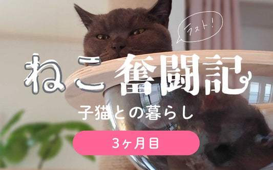 オルネコ部員の猫暮らし奮闘記 Vol.3 ひろがる世界編(3ヶ月目)