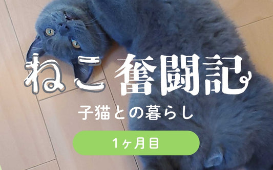 オルネコ部員の猫暮らし奮闘記 Vol.1 緊張のスタート編(1ヶ月目)