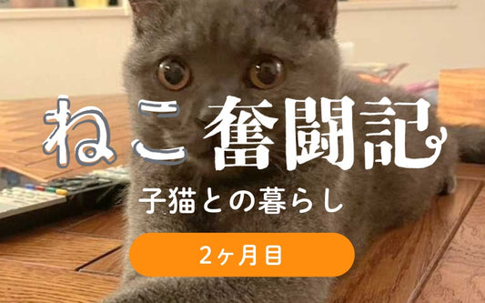 オルネコ部員の猫暮らし奮闘記 Vol.2 困ったいたずら編(2ヶ月目)