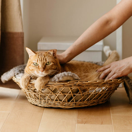 モデル猫・チャイ:7.3kg