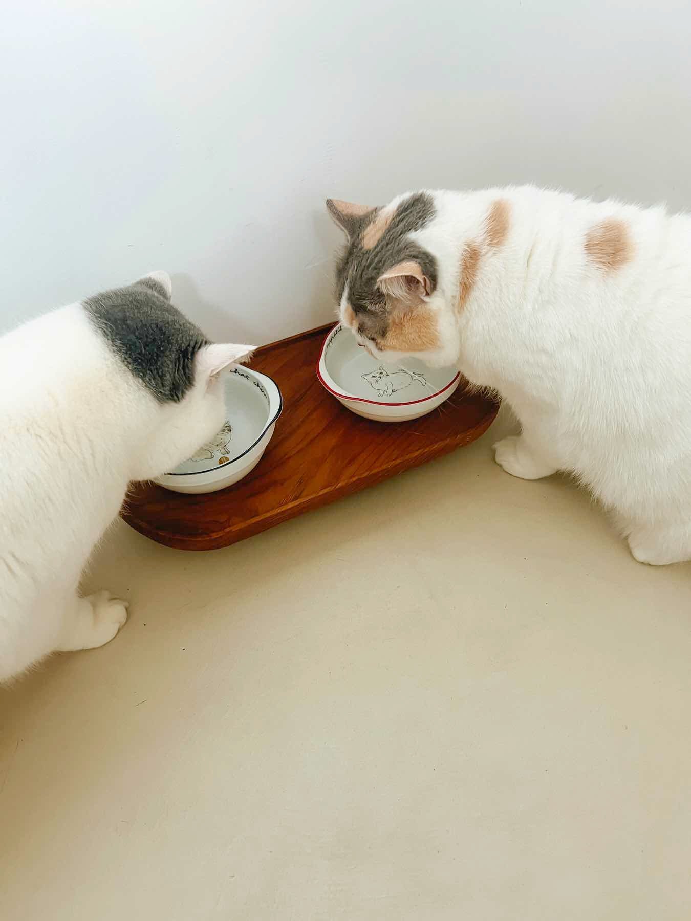 モデル猫:5.5kg