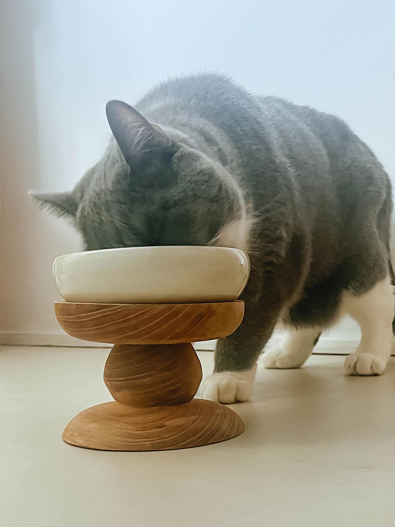 モデル猫:7kg