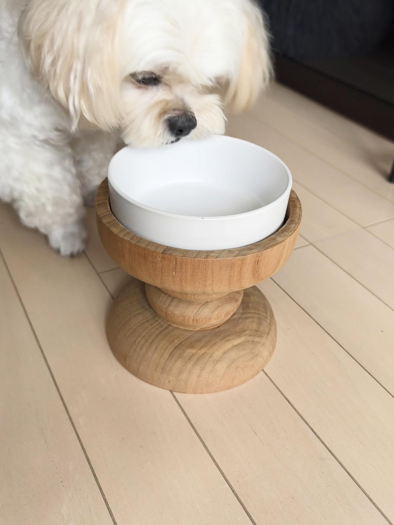 モデル犬:6kg