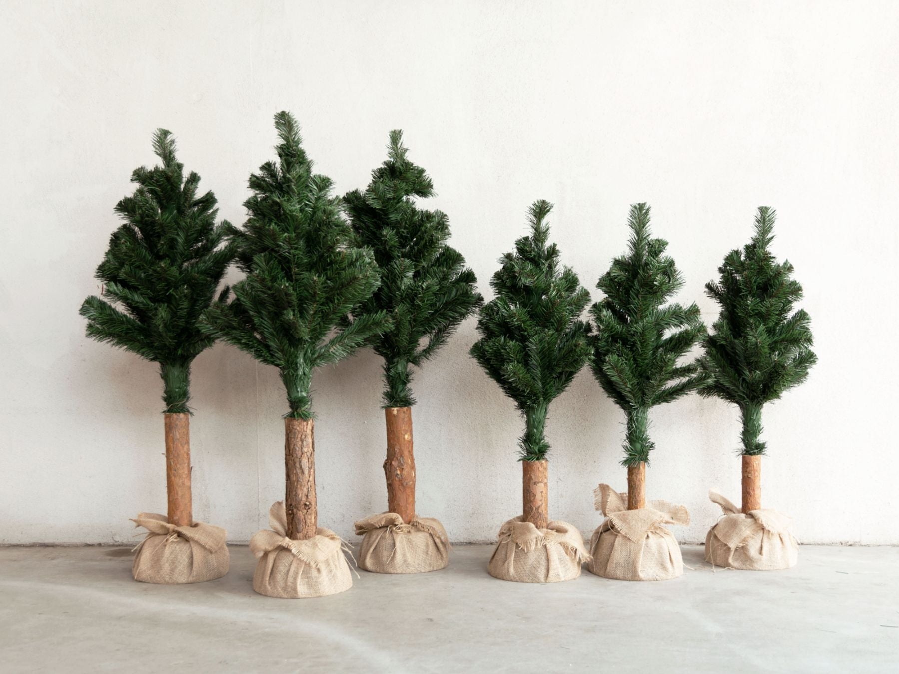 幹の個体差の例