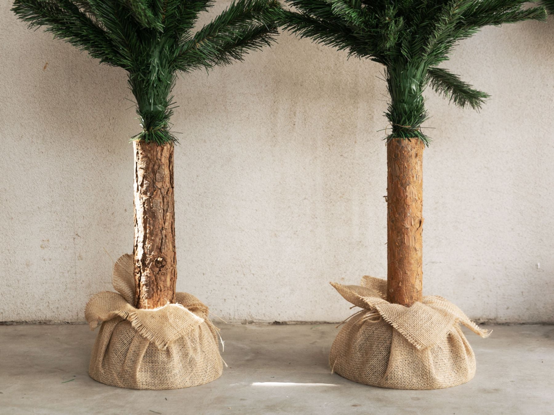 幹の個体差の例