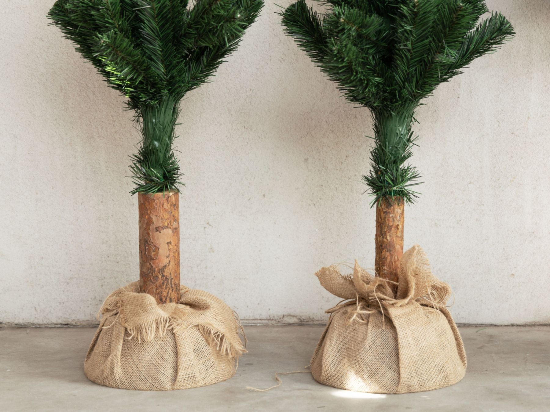 幹の個体差の例