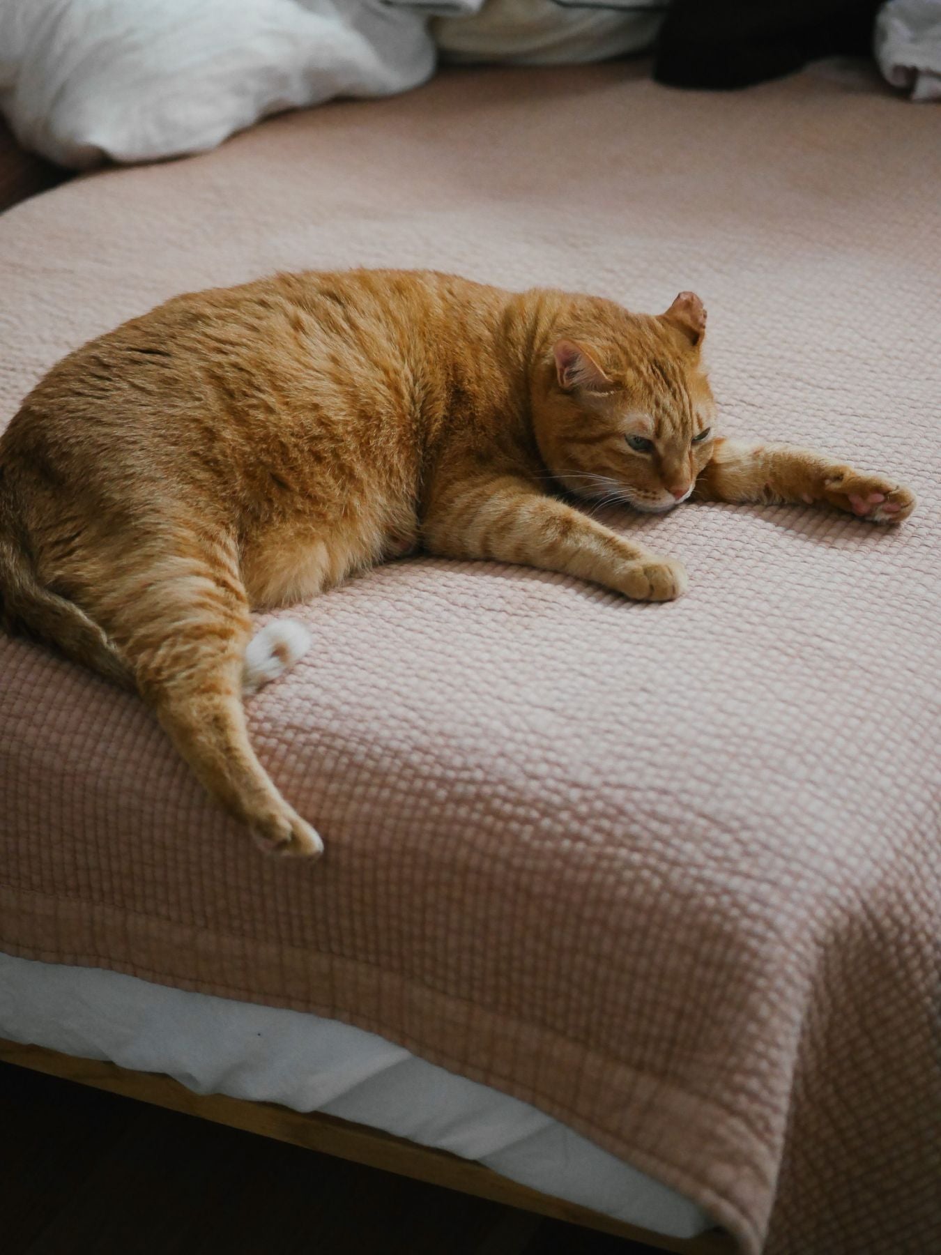 オリジナル・イブルマルチカバー Pelune