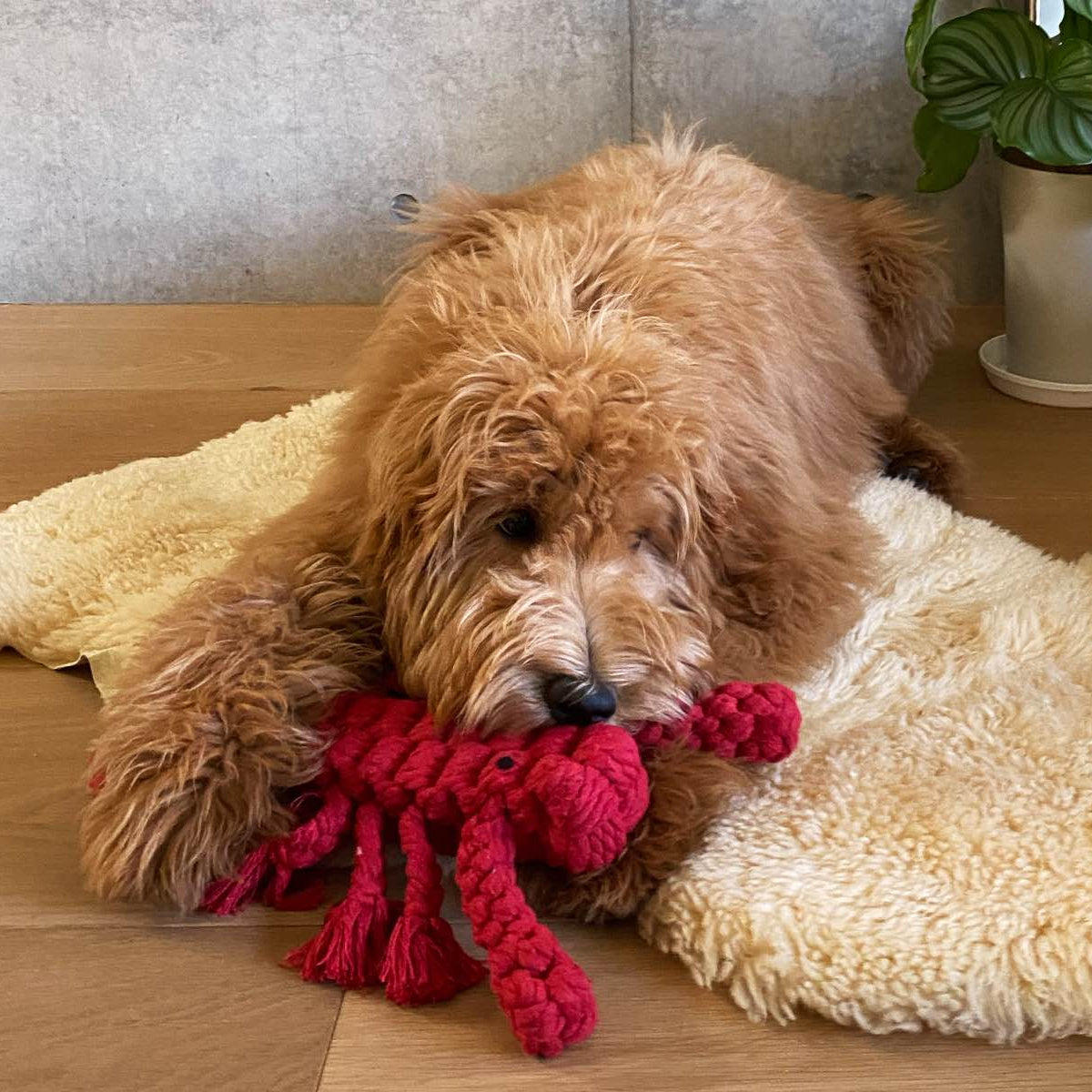 ROPE TOYS 動物シリーズ
