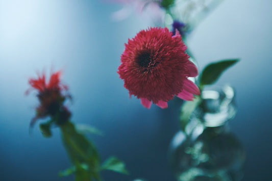 【flowershop VOICE】花を生けるときの、ヒント