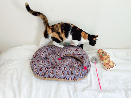 モデル猫：4.5kg