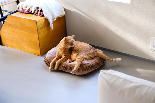 モデル猫：7.3kg