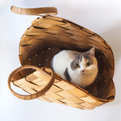 モデル猫：5.5kg