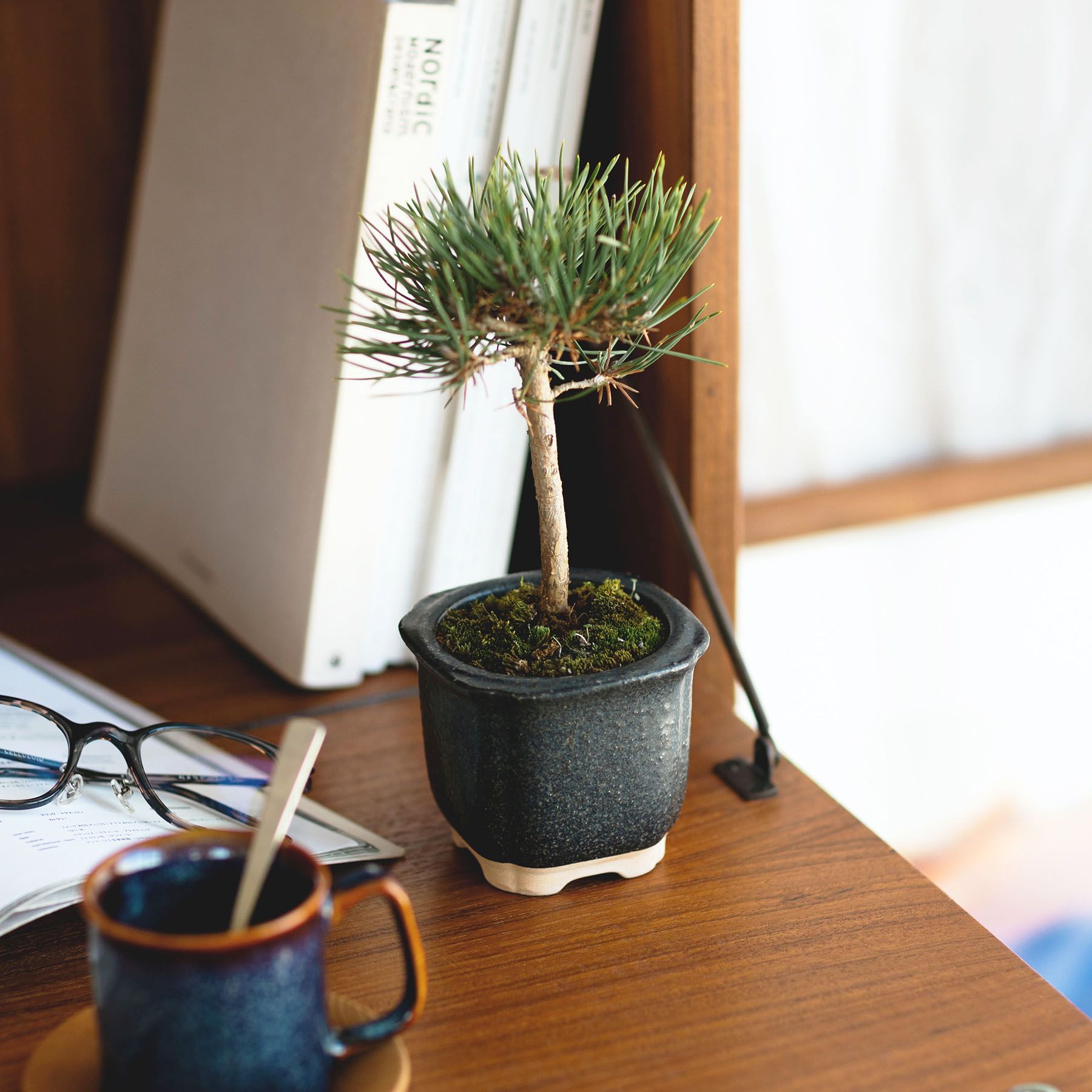 The BONSAI 松（盆栽栽培セット）｜ガーデニング｜オルネ ド フォイユ