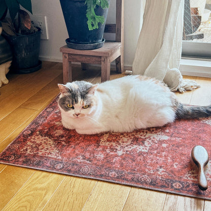 モデル猫：5kg