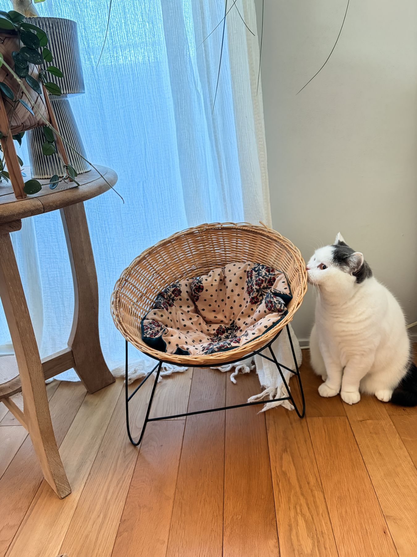 写真はアイアンレッグラタンチェアに敷いています。<br>
モデル猫：5.2kg<br>
※こちらの写真の柄はイメージです。