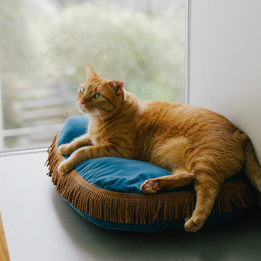 モデル猫：7.3kg