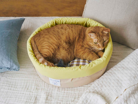 イエロー（モデル猫：7.3kg）