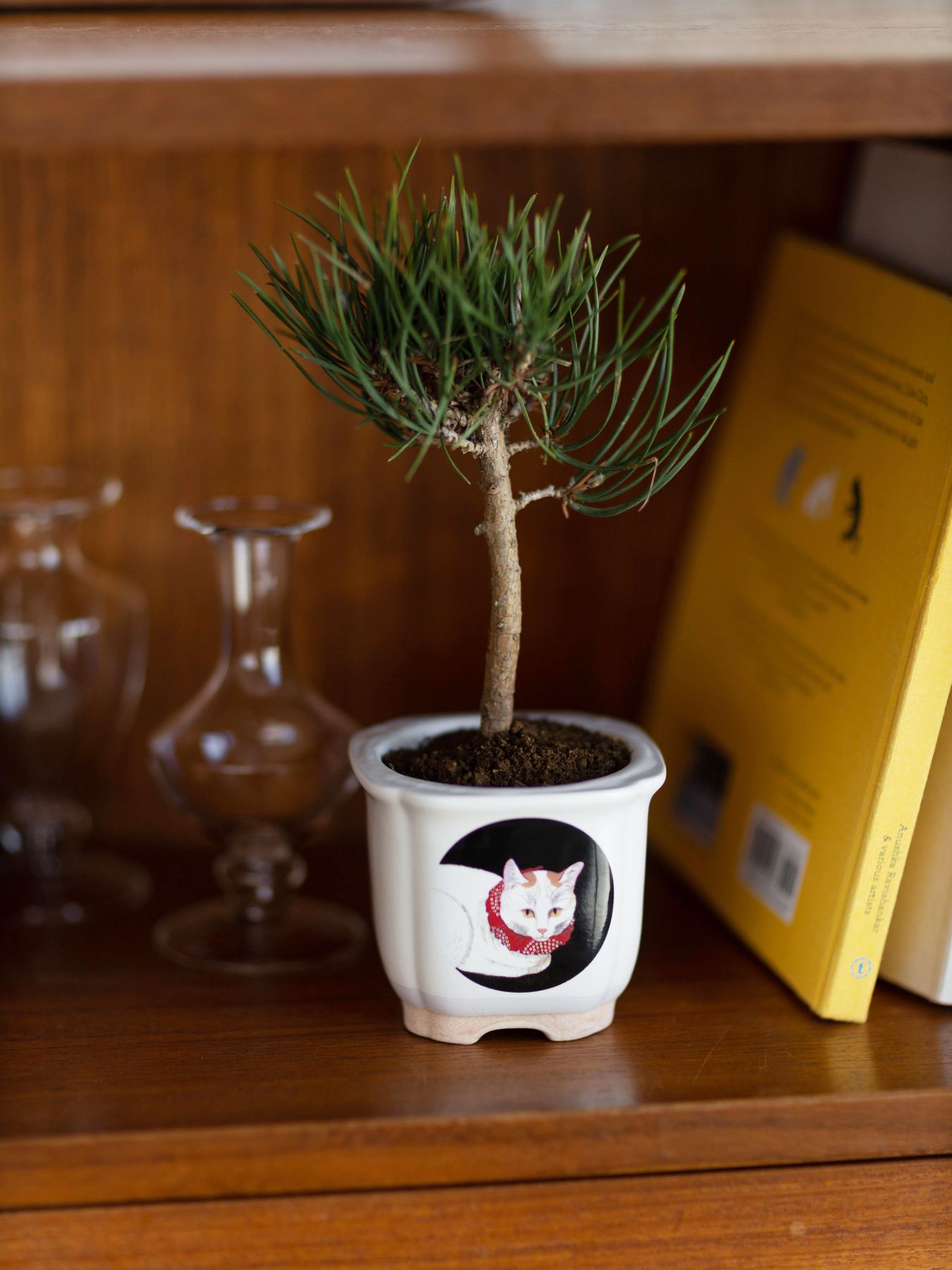 JAPANESE BONSAI 白猫（盆栽栽培セット）｜ガーデニング｜オルネ ド