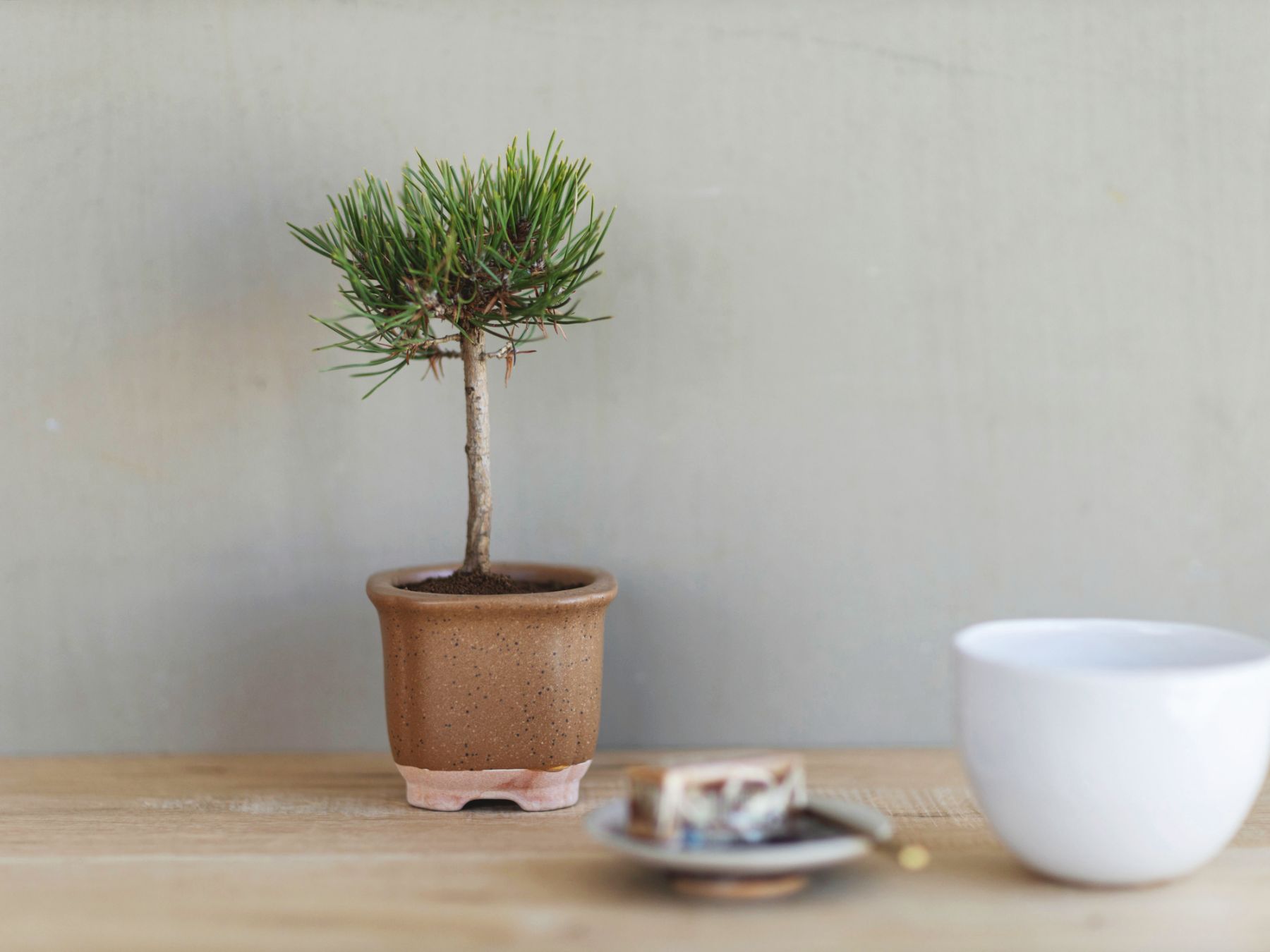 The BONSAI 松（盆栽栽培セット）｜ガーデニング｜オルネ ド フォイユ