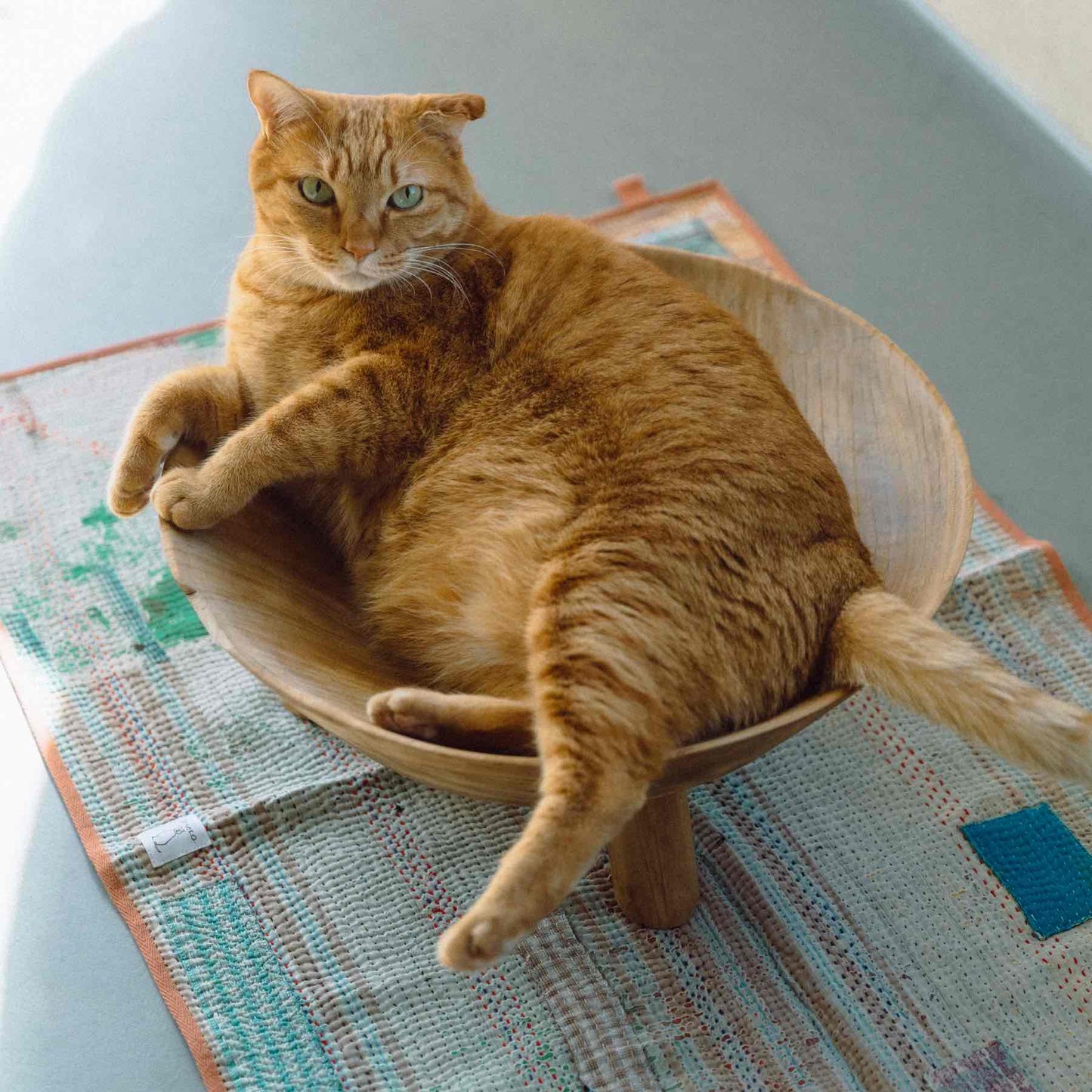 モデル猫：7.3kg