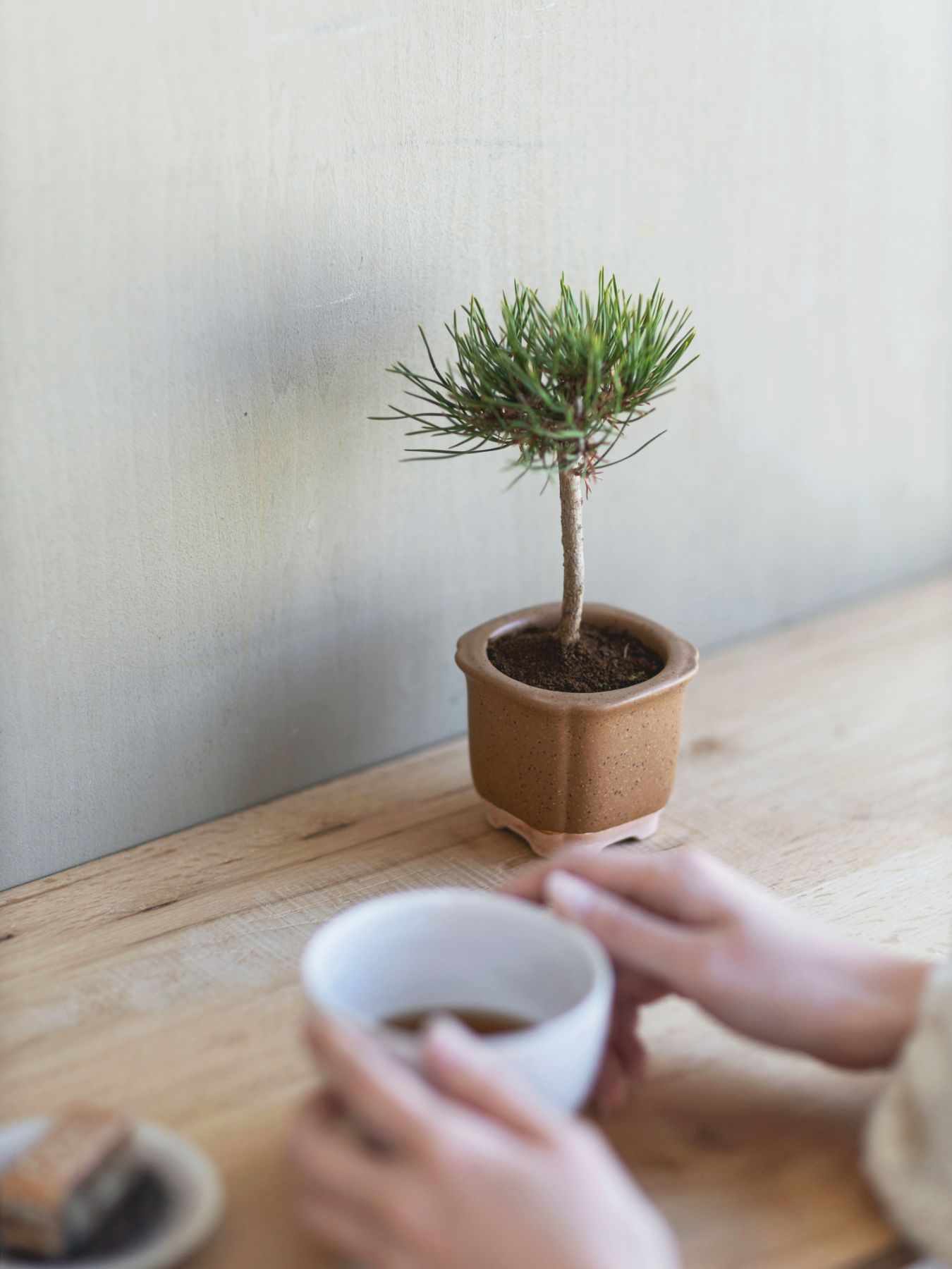 The BONSAI 松（盆栽栽培セット）｜ガーデニング｜オルネ ド フォイユ