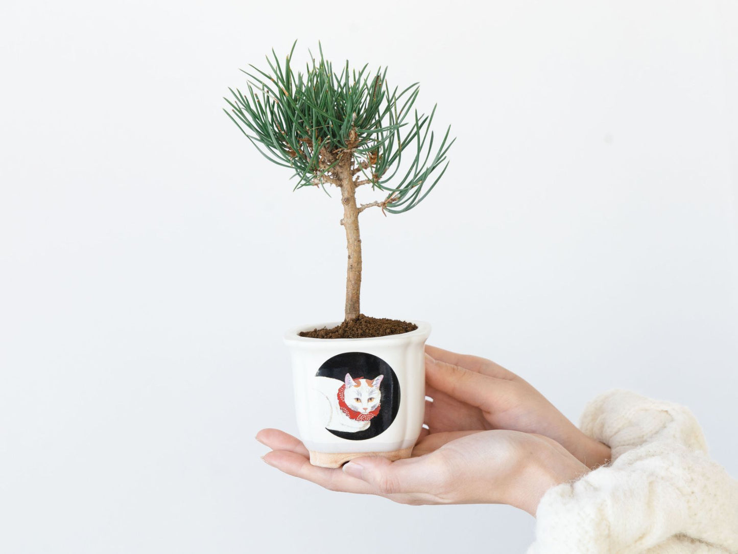 JAPANESE BONSAI 白猫（盆栽栽培セット）