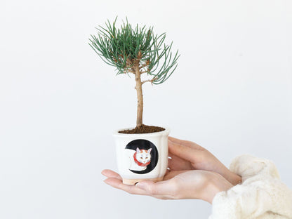 JAPANESE BONSAI 白猫（盆栽栽培セット）