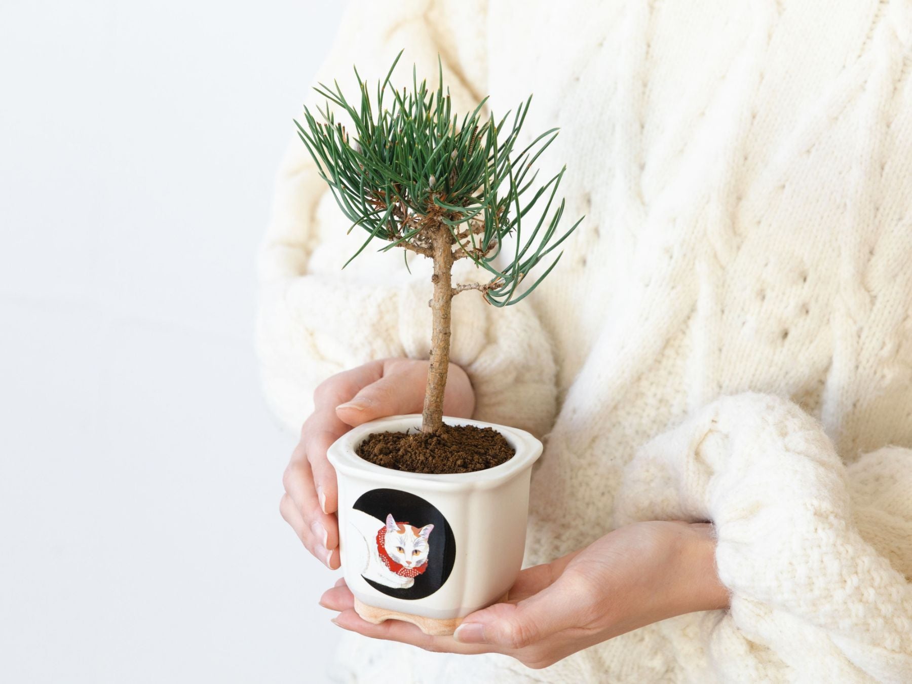 JAPANESE BONSAI 白猫（盆栽栽培セット）｜ガーデニング｜オルネ ド