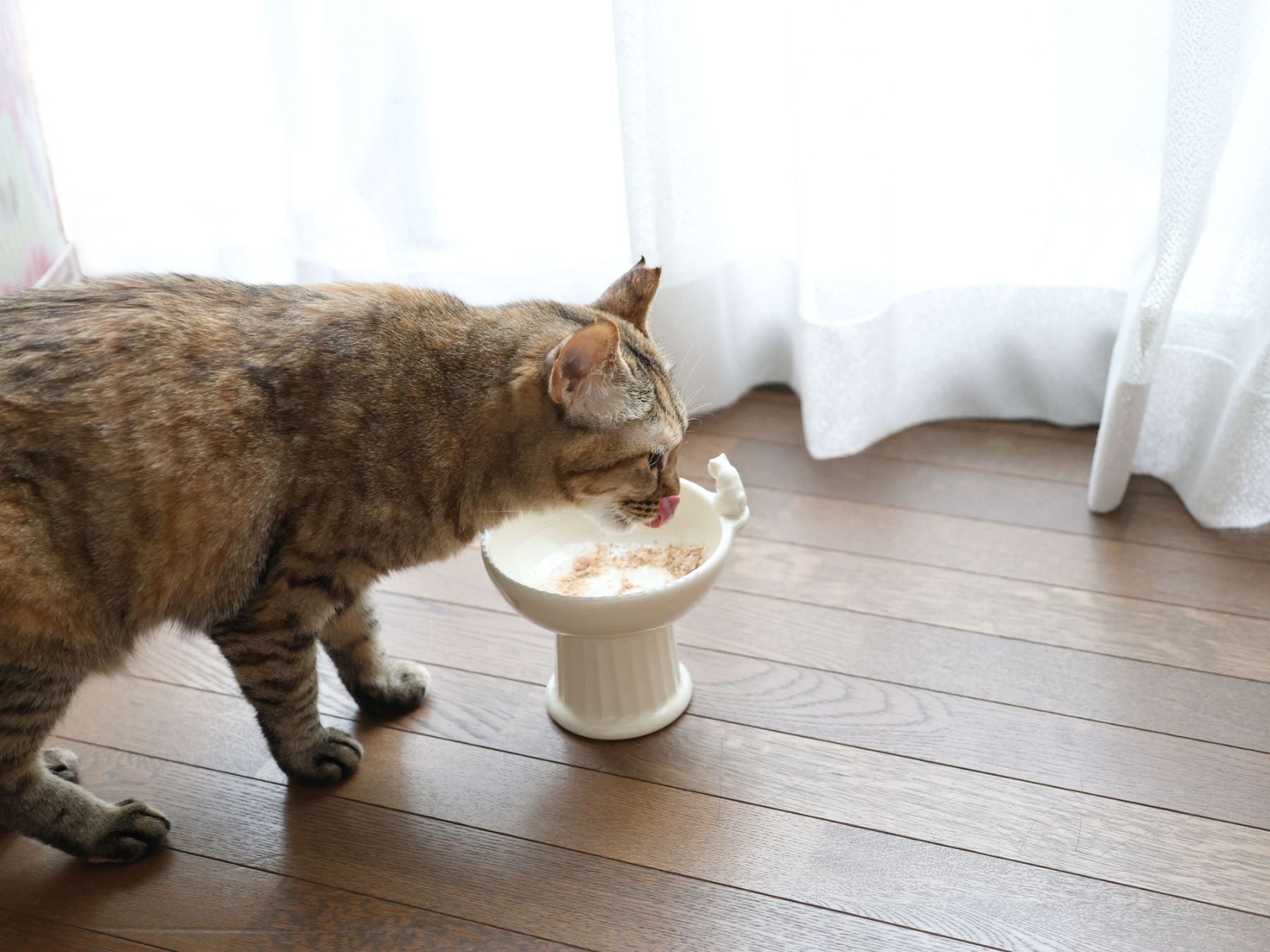 逃猫舎 栗原あり 北風と太陽 ボウル OPPO ClearBowl クリアボウル ブラック (07642) キャットフォレスト