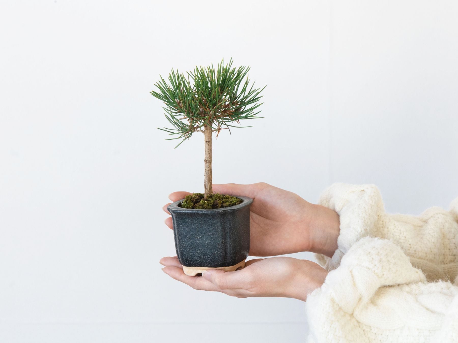The BONSAI 松（盆栽栽培セット）｜ガーデニング｜オルネ ド フォイユ