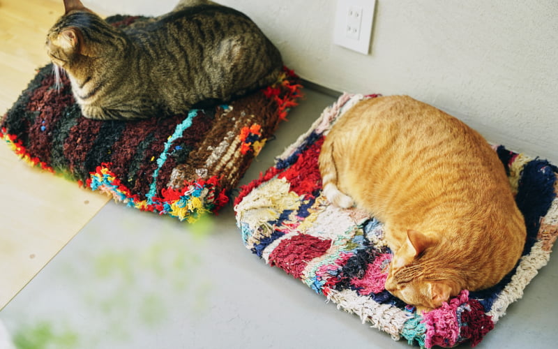 オルネコ・猫のプフ一覧