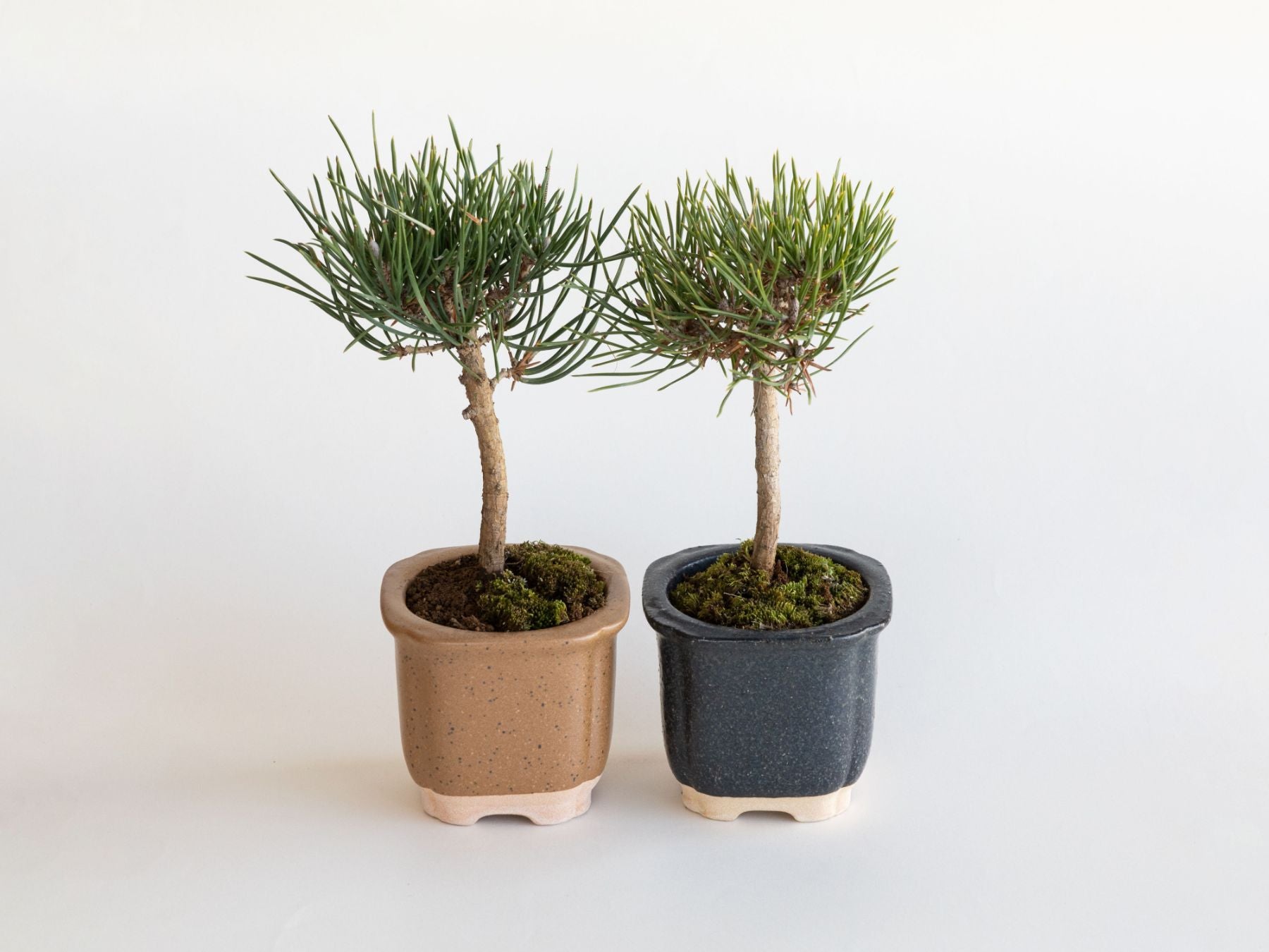 The BONSAI 松（盆栽栽培セット）｜ガーデニング｜オルネ ド フォイユ