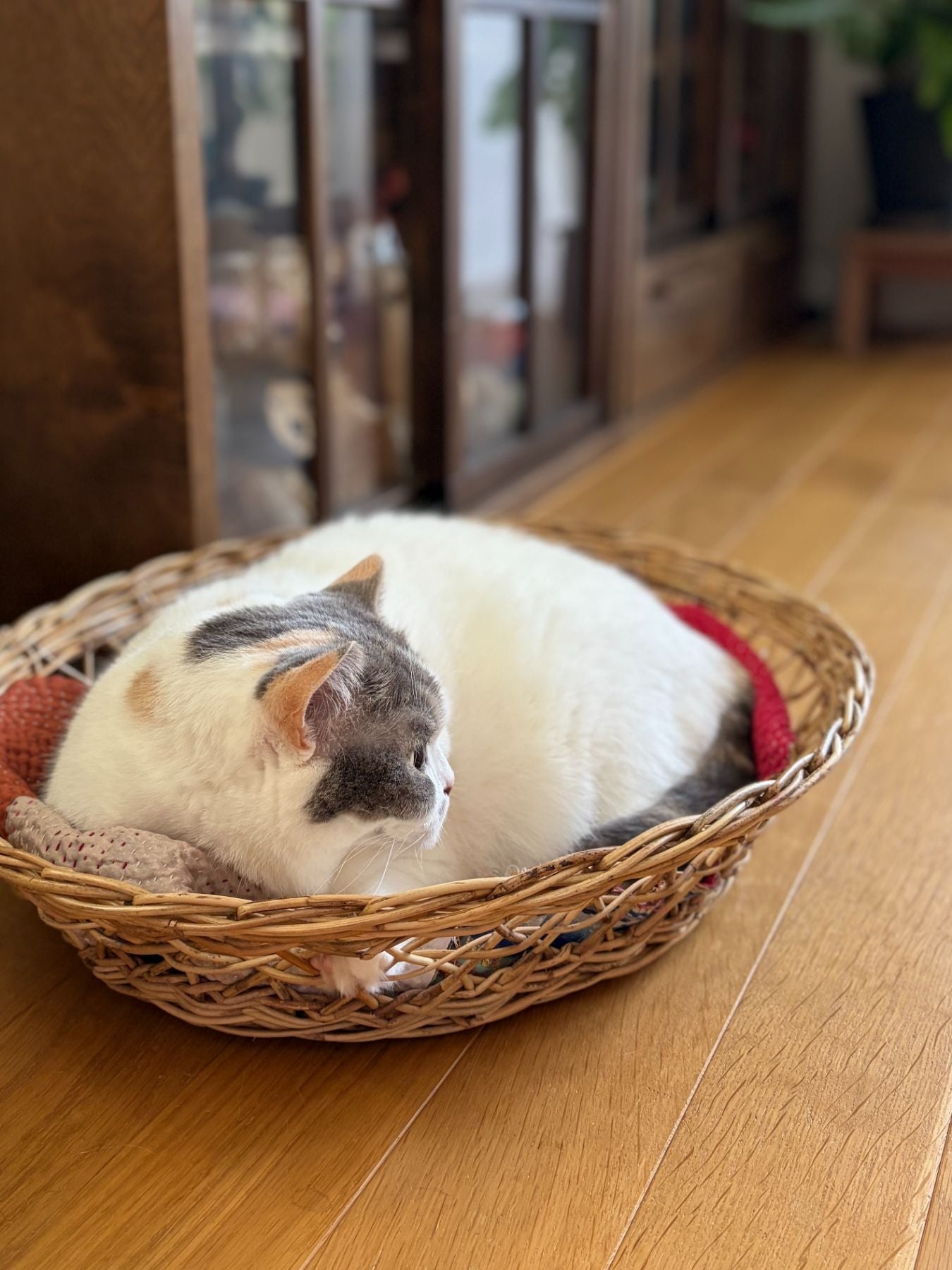 オルネコ・キャットバスケット Blottie｜オルネコ（ベッド・ハウス