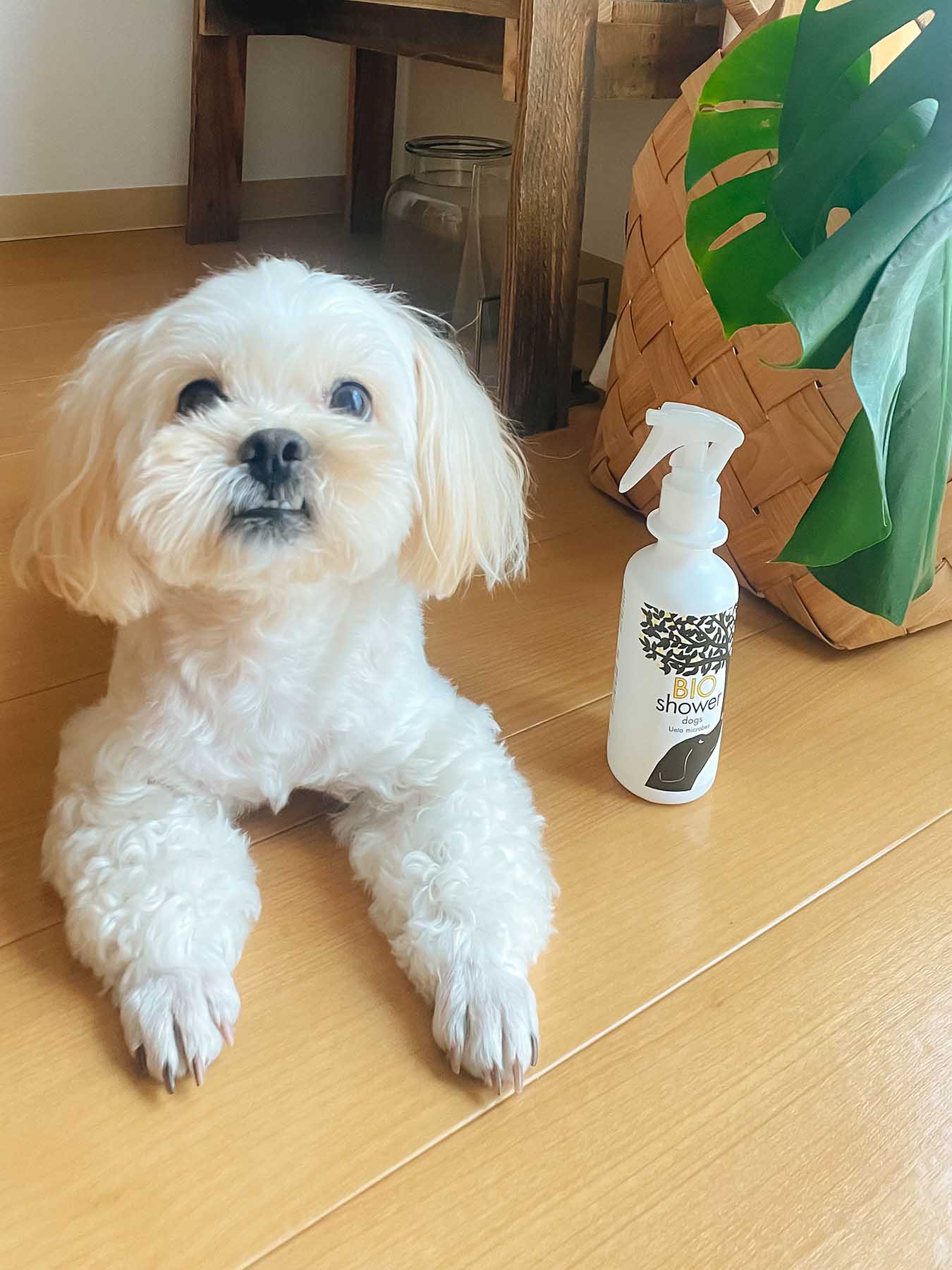 BIOシャワー（犬用）｜フォイヌ（その他・お手入れ）｜オルネ ド