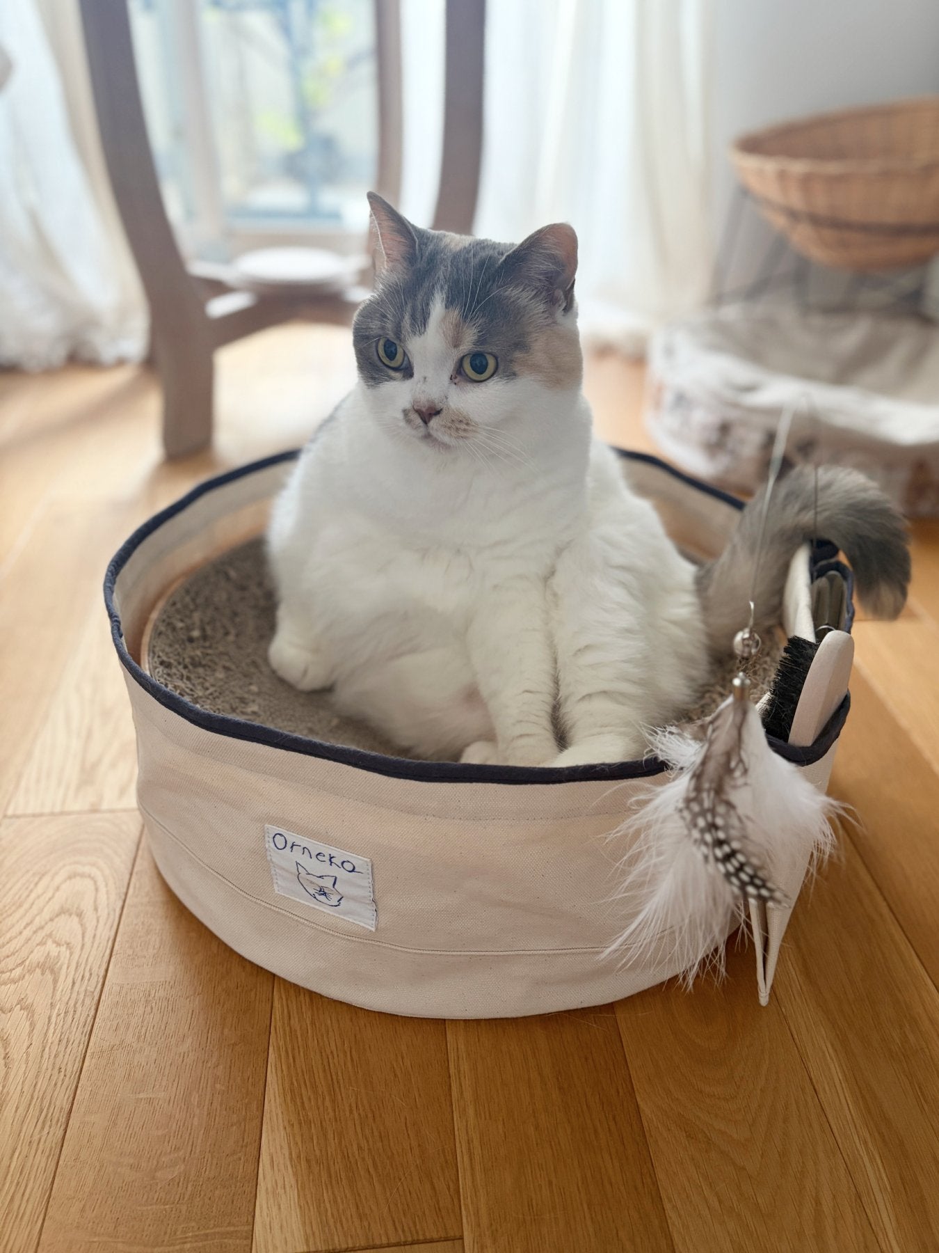 モデル猫：5kg