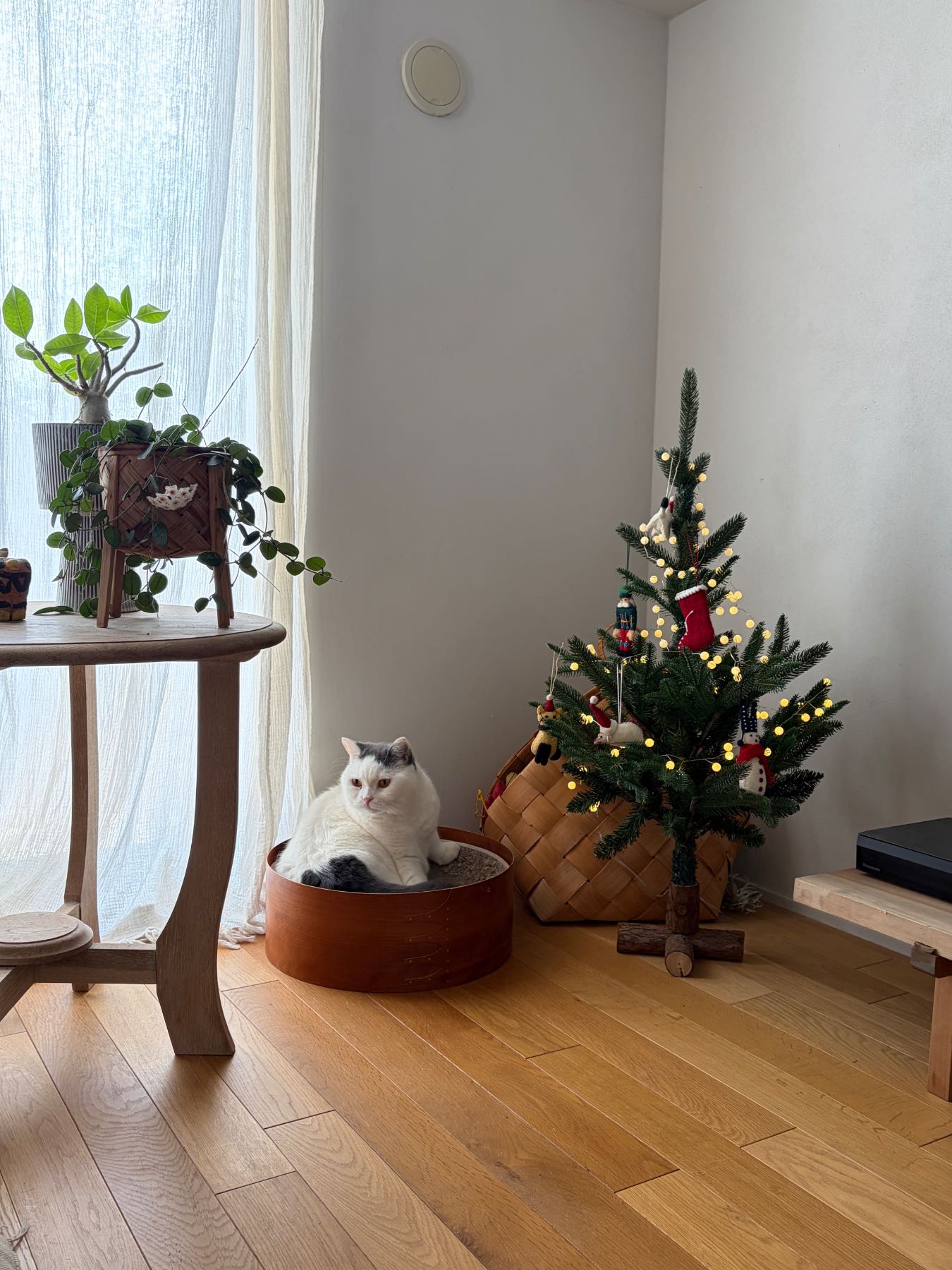 受注販売】クラシック・クリスマスツリー 2026｜オブジェ・ぬいぐるみ