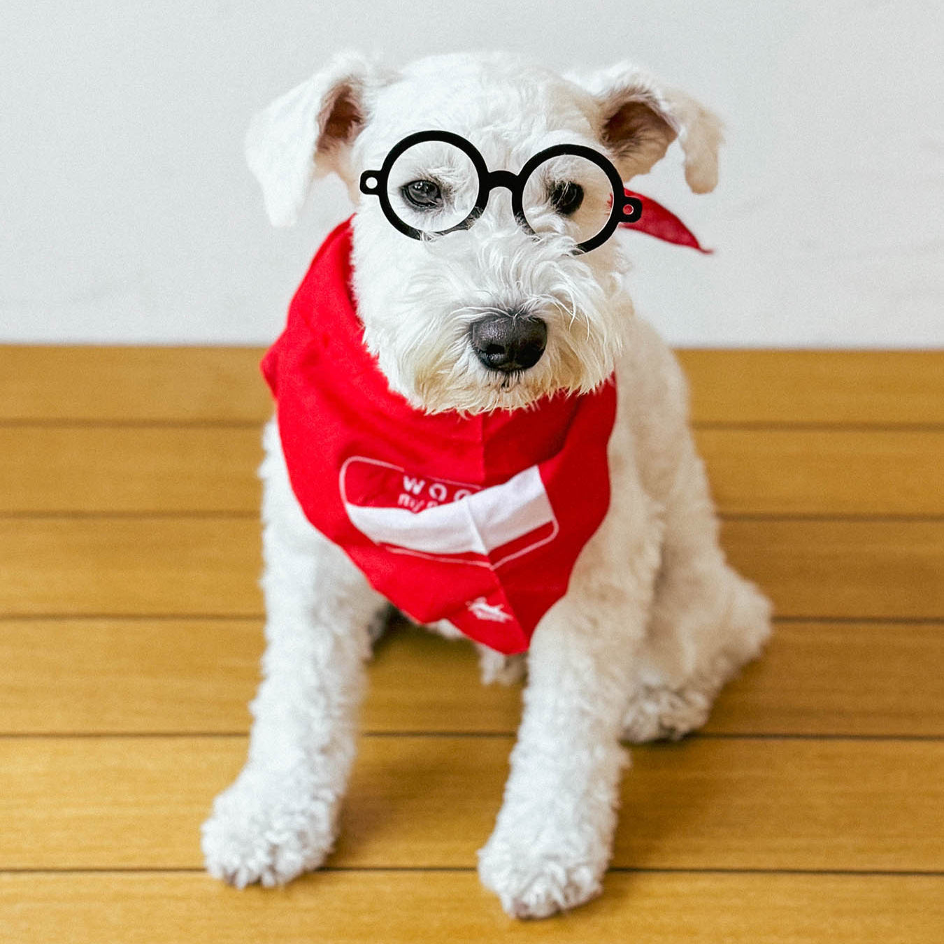 KOBE TAKE YOUR DOG TO WORK DAY KIT（犬のお仕事キット）｜文具