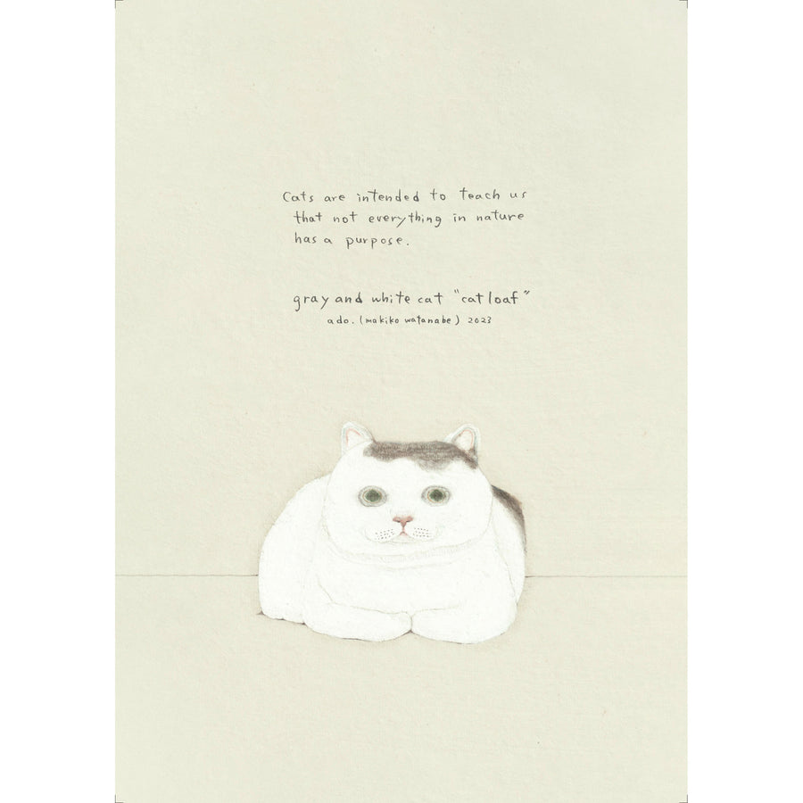 ado0014 - grey and white cat 