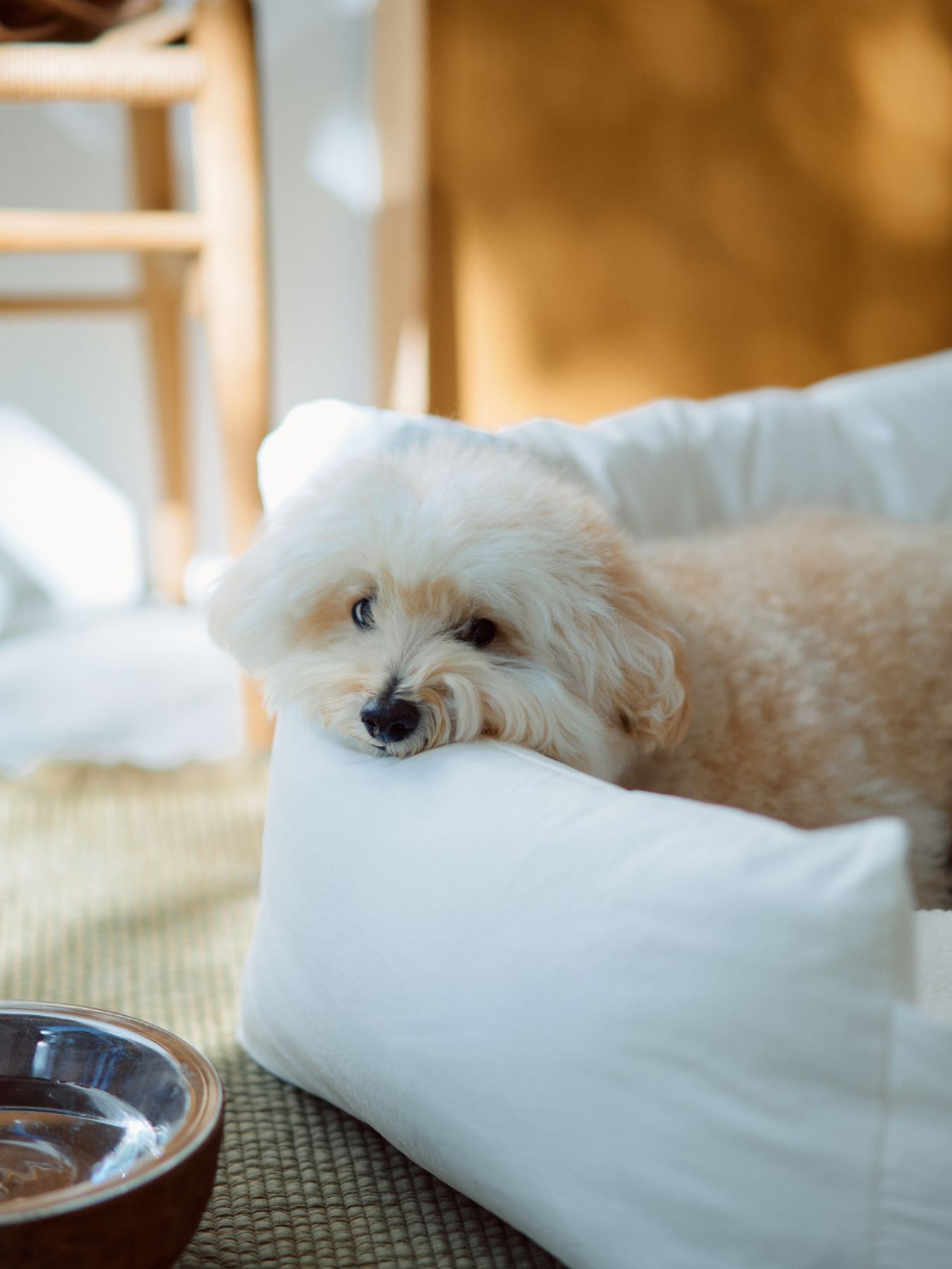 オリジナル・キャット&ドッグソファ｜フォイヌ（ベッド・クッション