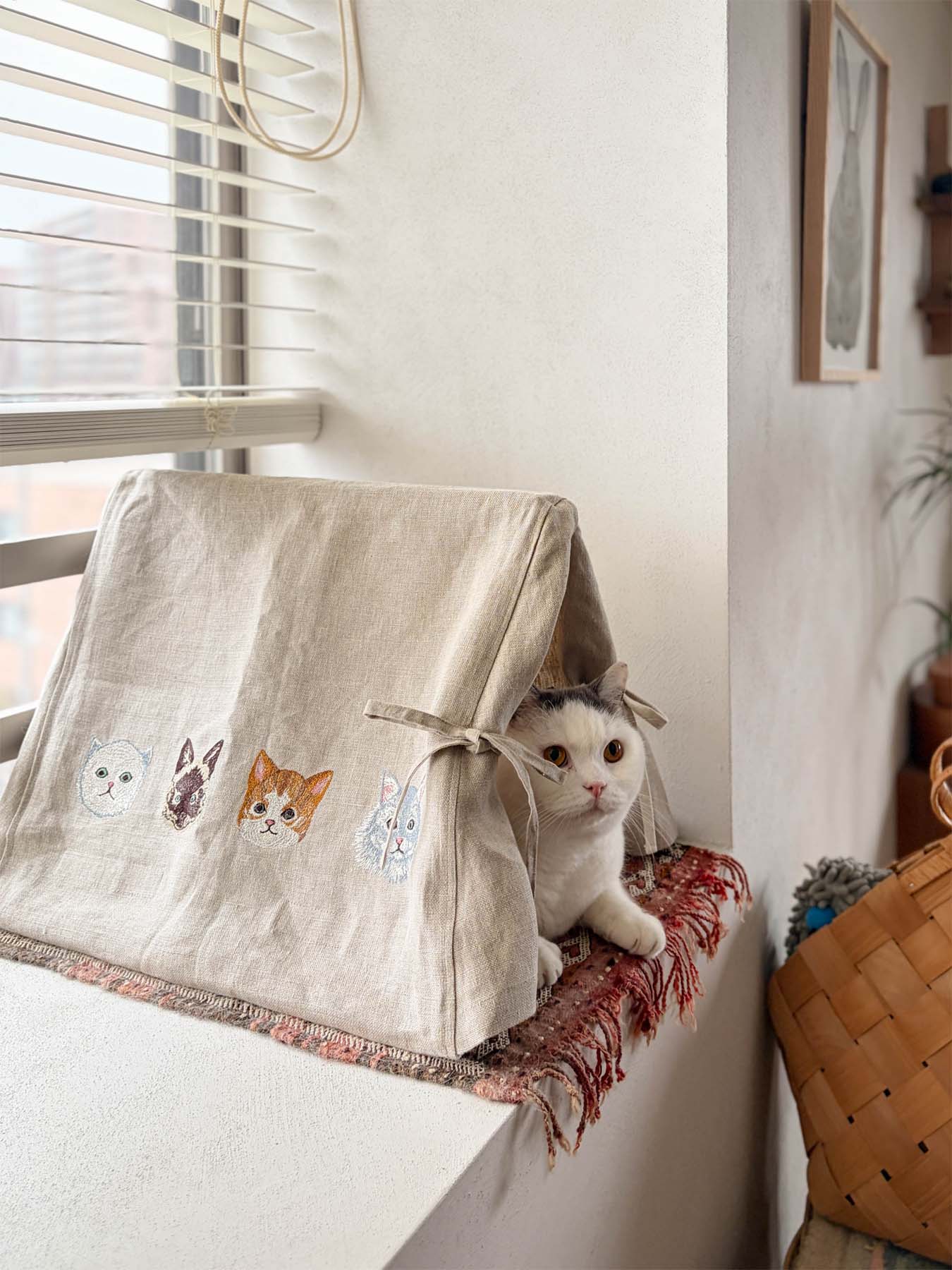 モデル猫：5.5kg