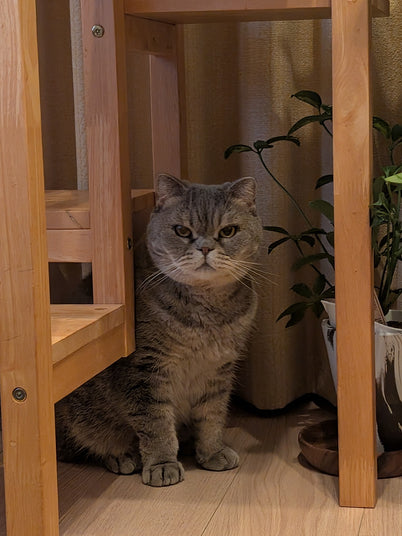 ぶー