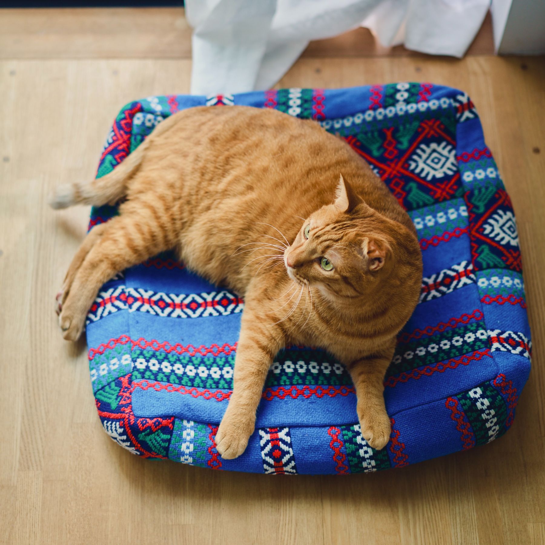 ネコのクッション・マット｜オルネコ｜オルネ ド フォイユ 公式