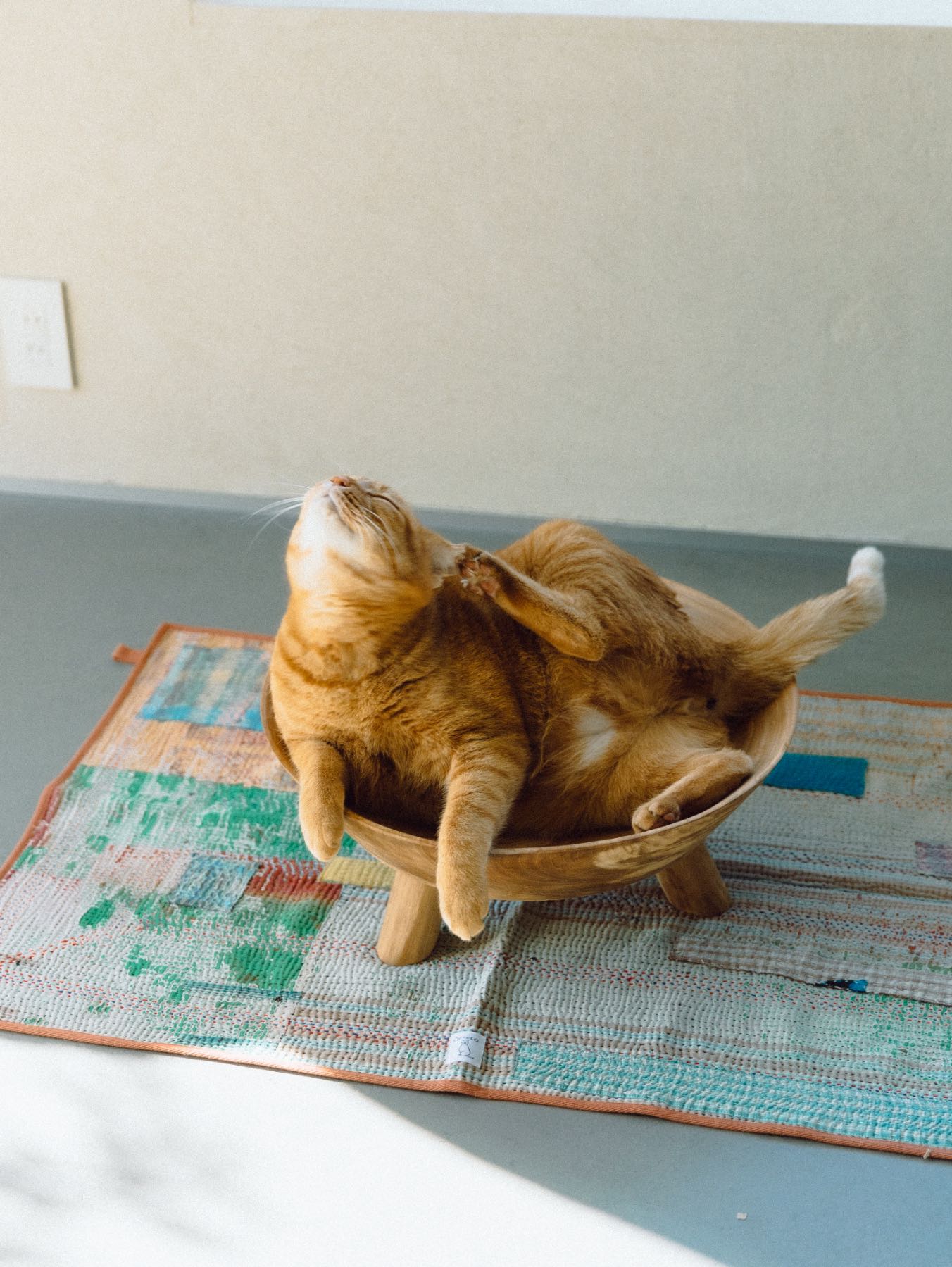 モデル猫：7.3kg