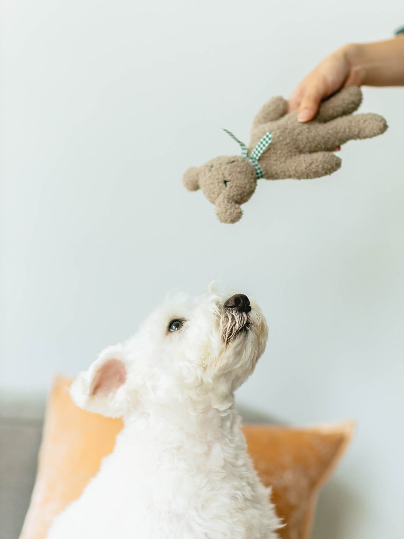 Plush Bear Charly Paddy（犬のおもちゃ）｜フォイヌ（おもちゃ