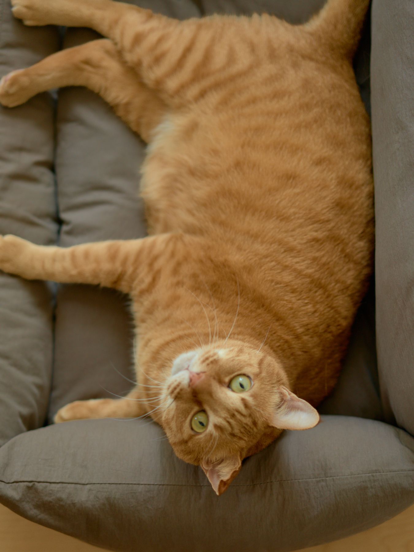 オリジナル・キャット&ドッグソファ