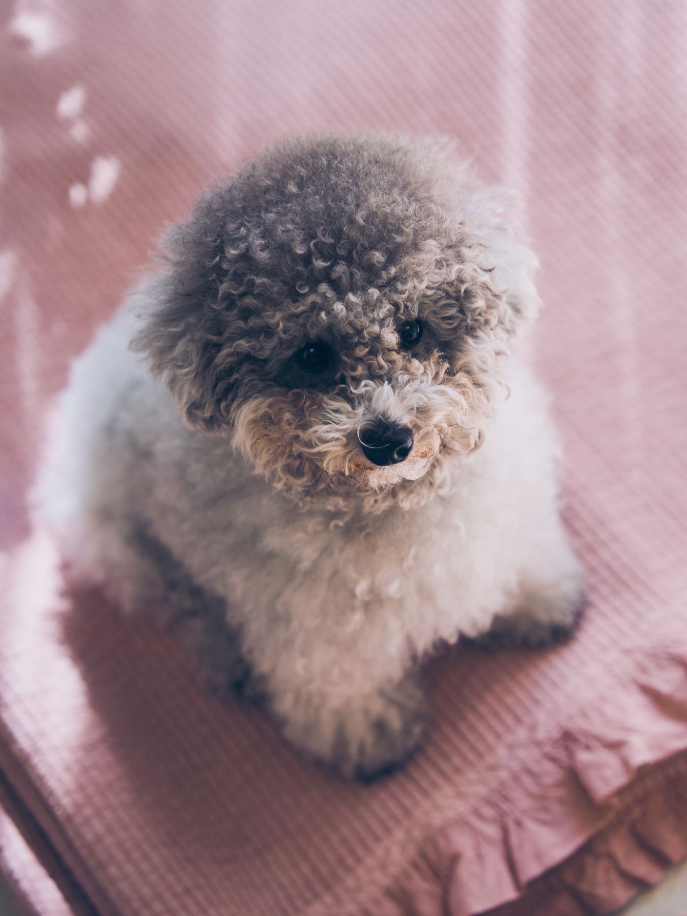 HUG Ō WäR × Orné de Feuilles イブルマルチカバー