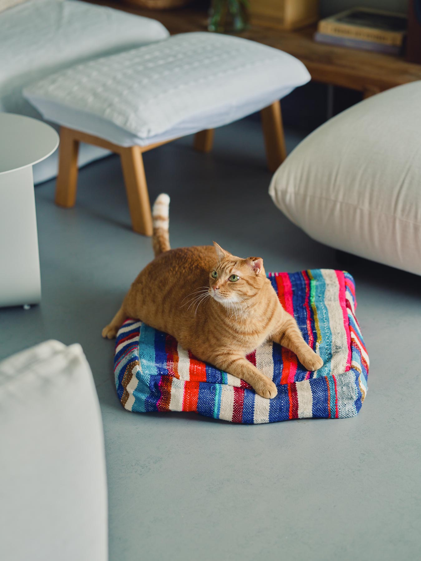 オルネコ・猫のプフカバー／ハイク