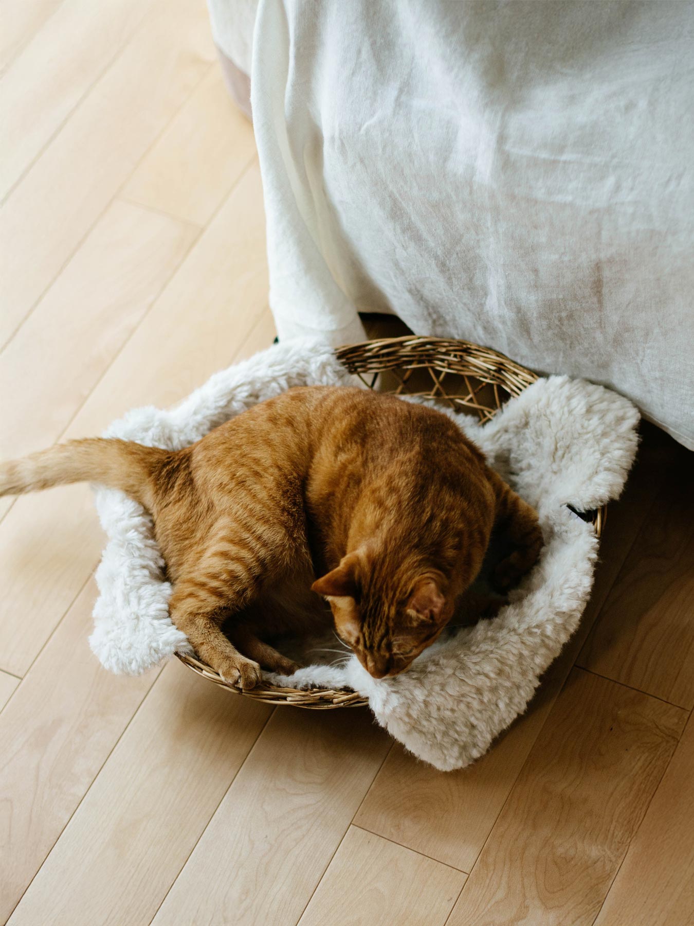 オルネコ・ファーミニラグ（65×50cm）｜ラグ｜オルネ ド フォイユ公式