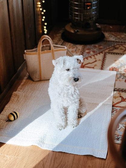 アイボリー（モデル犬：7.4kg）