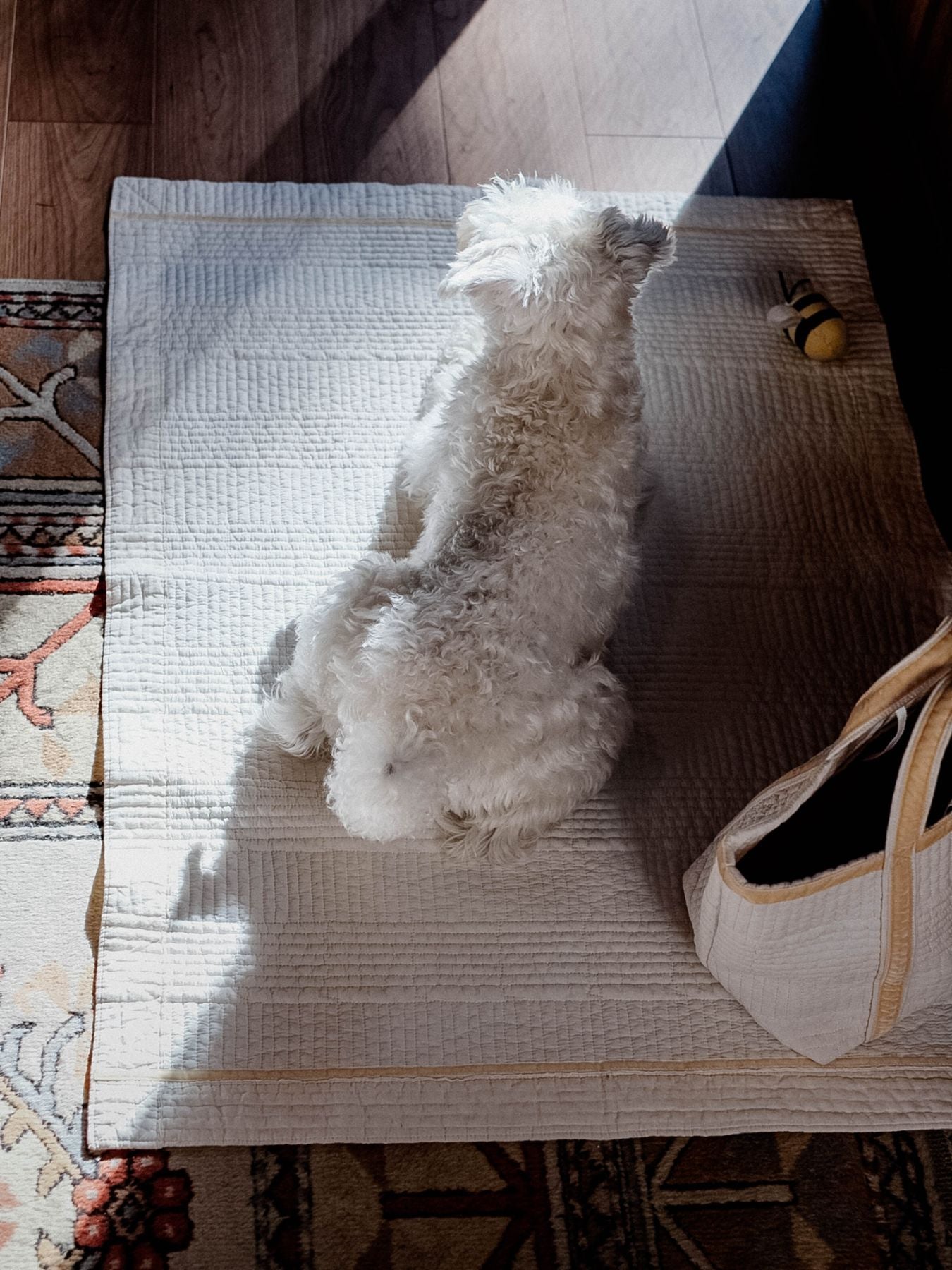 アイボリー（モデル犬：7.4kg）